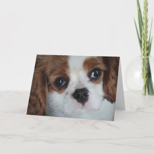 Cartes de voeux Cavalier King Charles (Devant)