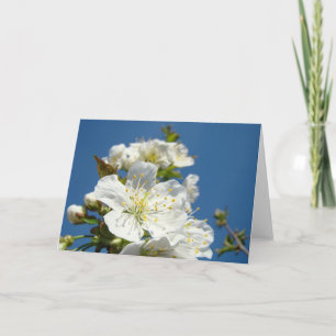 Cartes de voeux Cerisier Fleurs Cartes de voeux Ci