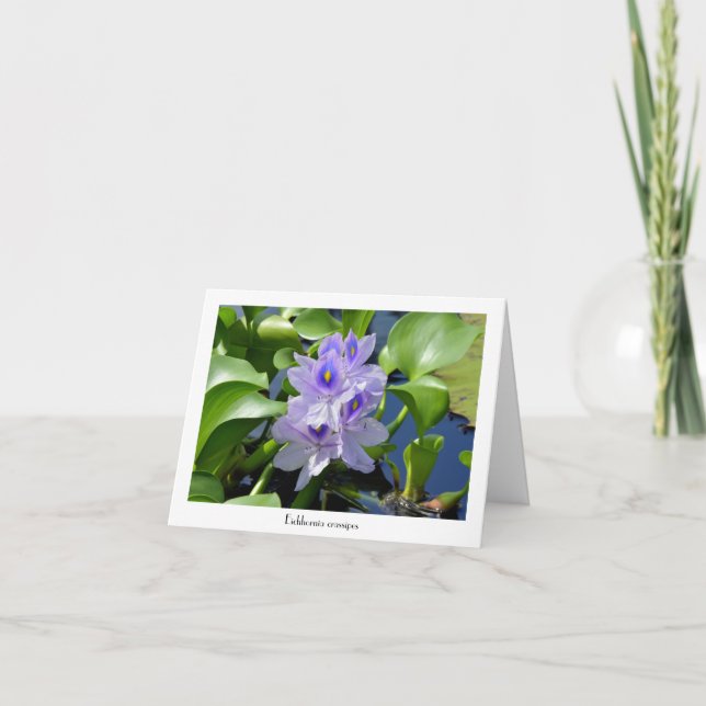 Cartes de voeux collectives Water Hyacinth (Devant)