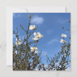 Cartes de vœux Coquelicots blancs contre le ciel