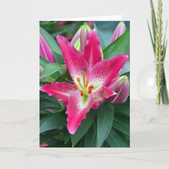 Cartes de voeux d'anniversaire stargazer rose (Devant)