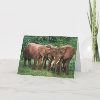 Cartes de voeux d'art de faune de Combes de type