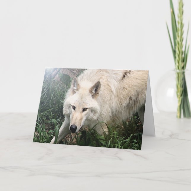 Cartes de voeux de blanc de loup blanc (Devant)