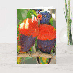 Cartes de voeux de caresse de Lorikeets