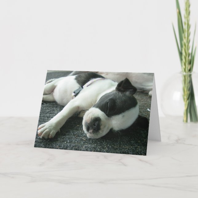 Cartes de voeux de chiot de terrier de Boston (Devant)