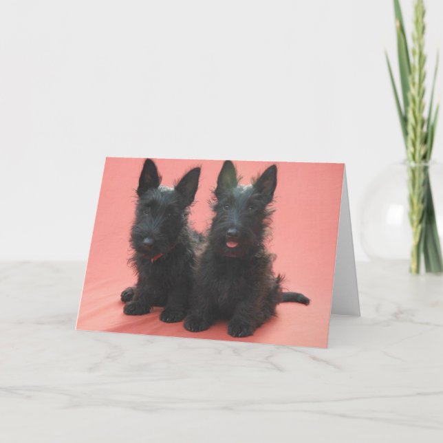 Cartes de voeux de chiots de Terrier d'écossais (Devant)