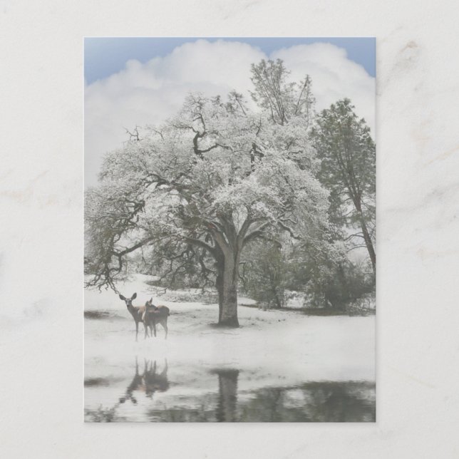 Cartes de voeux de Noël avec cerf dans la neige (Devant)