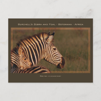 Cartes de voeux de safari mère et bébé Zebra
