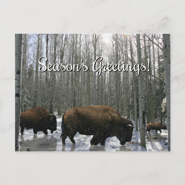 Cartes de vœux de saison de Bison Amérindien (Devant)