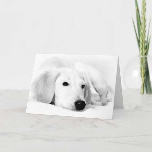 Cartes de voeux de Saluki (Devant)