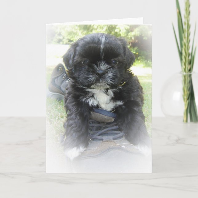 Cartes de voeux de Shih Tzu (Devant)
