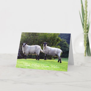 Cartes de voeux des moutons gallois.