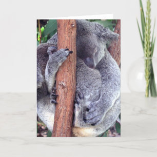 Cartes de voeux famille Koala Bear