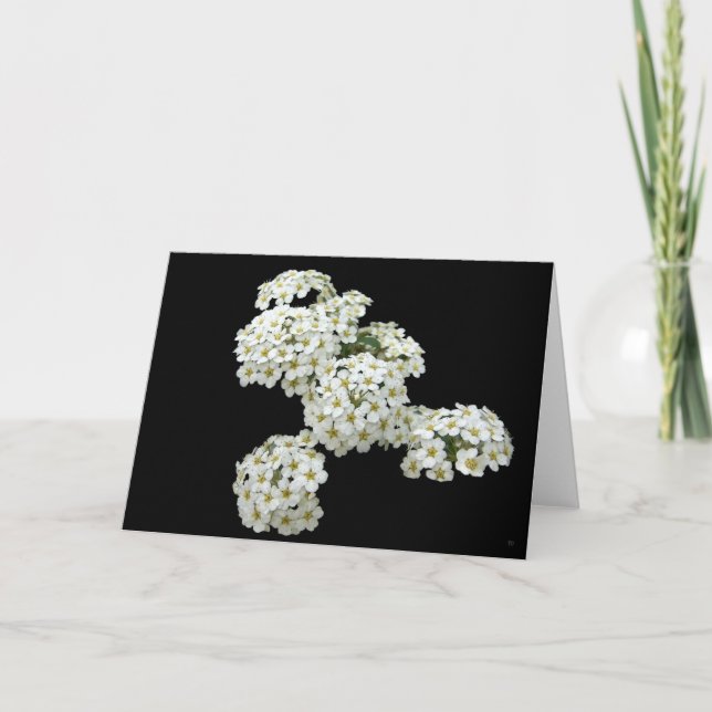 Cartes de voeux florales blanches du pays (Devant)