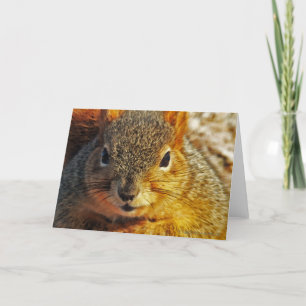 Cartes de voeux jardin écureuil