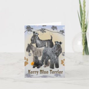 Cartes de voeux Kerry Blue Terrier