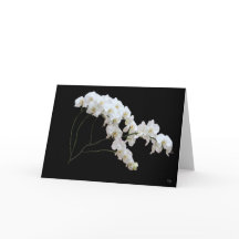 Cartes de vœux Orchidée Blanche
