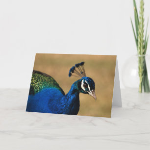 Cartes de voeux Peacock - blanc personnalisable