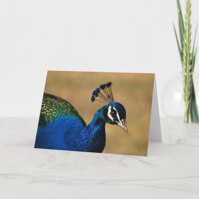 Cartes de voeux Peacock - blanc personnalisable (Devant)