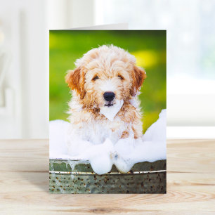 Cartes de vœux personnalisées avec photo d'animal 