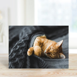 Cartes de vœux personnalisées avec photo d'animaux