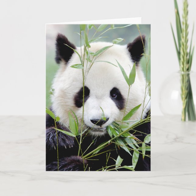 Cartes de vœux Photo géant panda. Panda géant. (Devant)