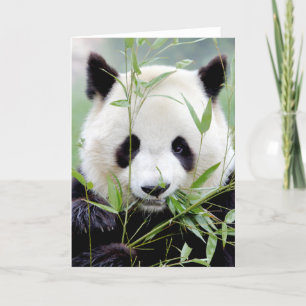 Cartes de vœux Photo panda géant. Panda géant.