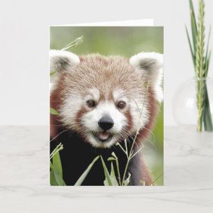 Cartes de vœux Photo panda roux. Panda roux.