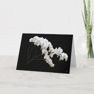 Cartes de voeux pour orchidée blanche