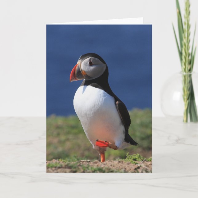 Cartes de voeux Puffin (Devant)