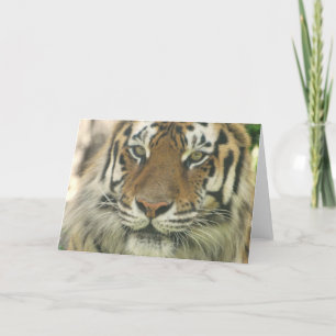 Cartes de voeux Sumatran Tiger