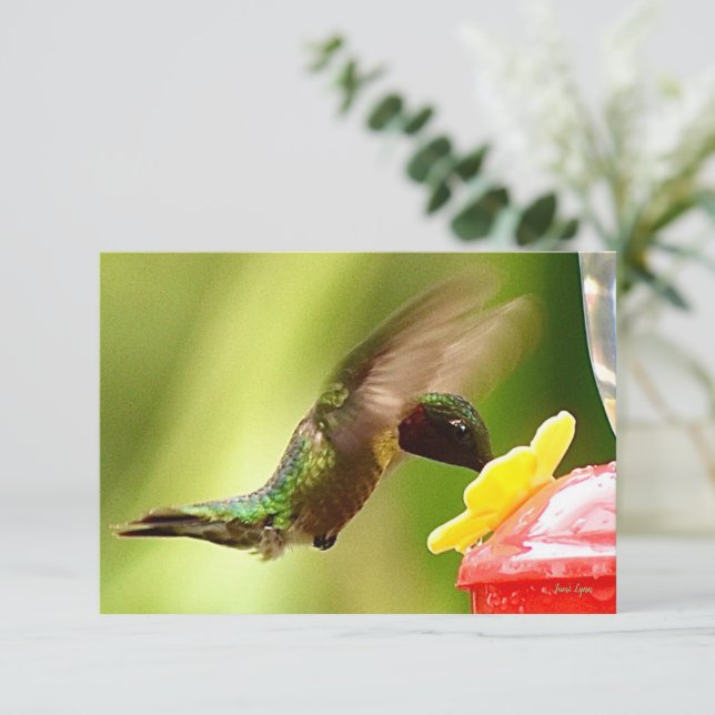 Cartes de vœux sur la nature Cartes de colibris (Debout devant)