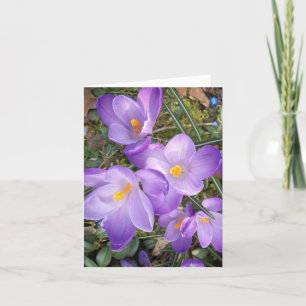 Cartes de vœux vierges Crocus Violet