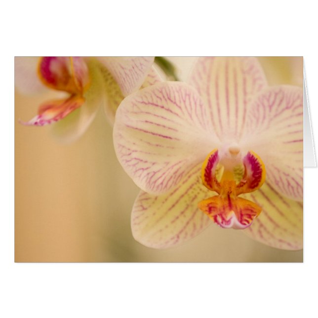 Cartes d'orchidées blanches (Devant horizontal)