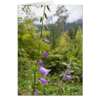Cartes italiennes, Borgo Valsugana