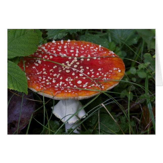 Cartes italiennes, Borgo Valsugana (Devant horizontal)