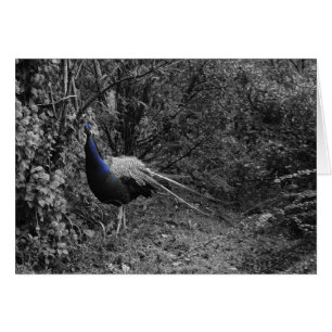 Cartes italiennes, Trento