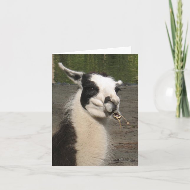 Cartes Llama pour déjeuner (Devant)