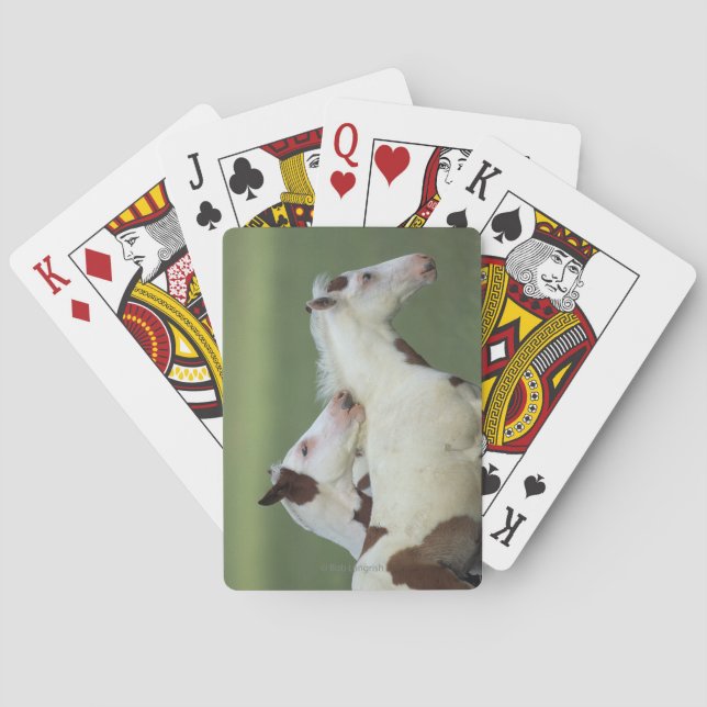 Cartes Peignez le jeu de poulains (dos)