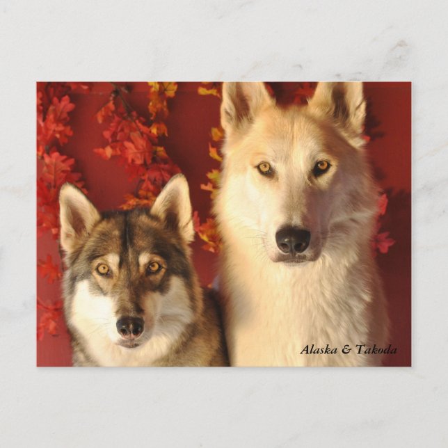 Cartes postales Alpha Wolves Fall (Devant)