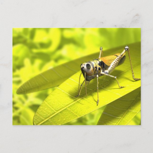 Cartes postales Animaux 34 (Devant)