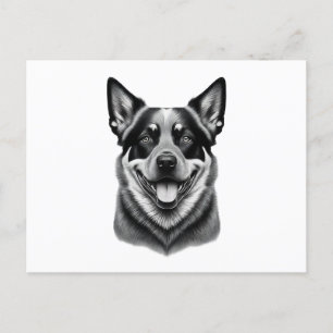 cartes postales australiennes pour chien de bétail