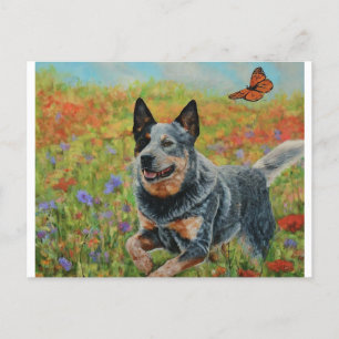 cartes postales australiennes pour chien de bétail