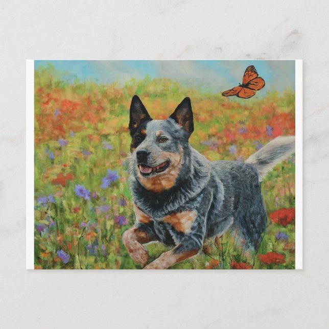cartes postales australiennes pour chien de bétail (Devant)