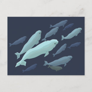 Cartes postales Beluga Whale Beluga Personnaliser 