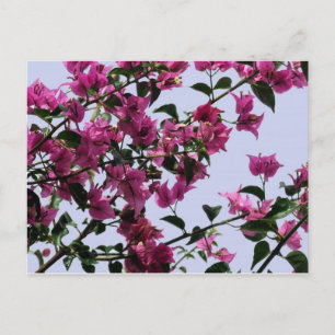 Cartes postales Bougainvillea Branches