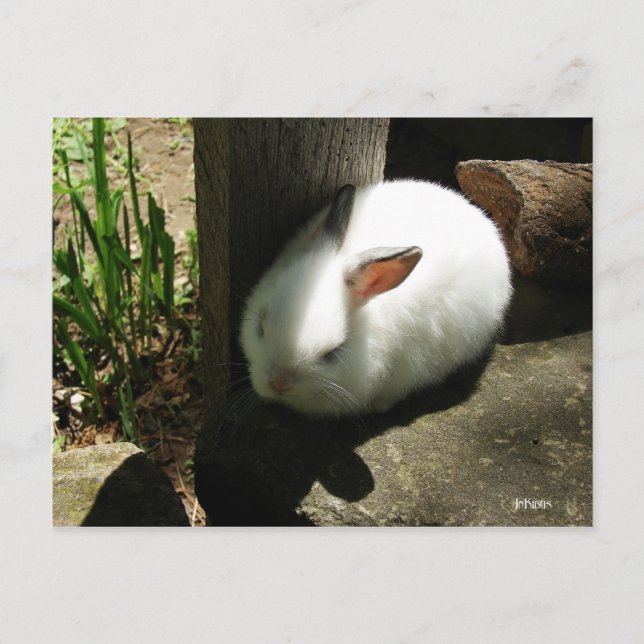 Cartes postales Bunny Dreams (Devant)