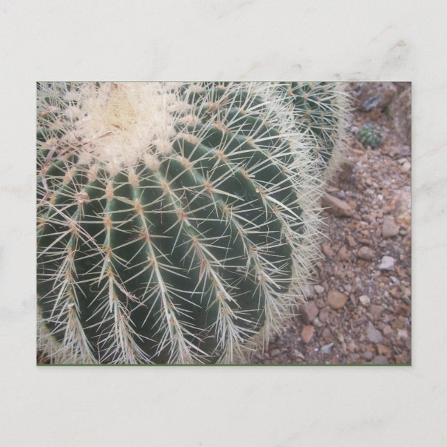 Cartes postales Cactus (Devant)