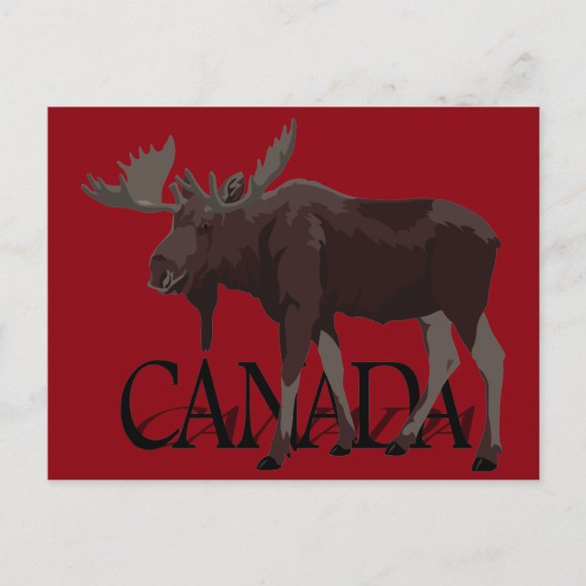 Cartes postales Canada Moose Cartes postales canad (Devant)