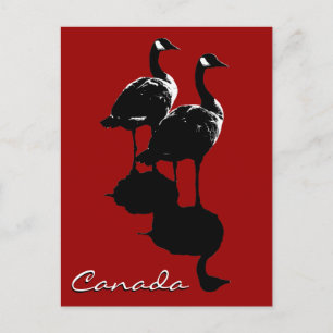 Cartes postales Canada Souvenir Cartes Canada Oies